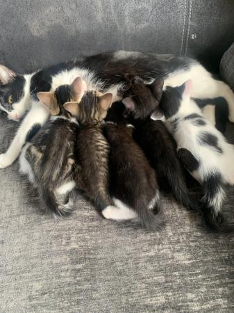 Image 4 of READY NOW beautiful kittens for sale 1 left