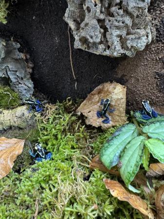Image 5 of Dart Frogs - Several different species in store