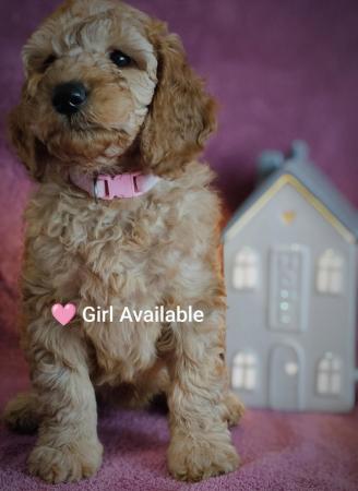 Image 6 of MINIATURE POODLE PUPS READY TO GO!
