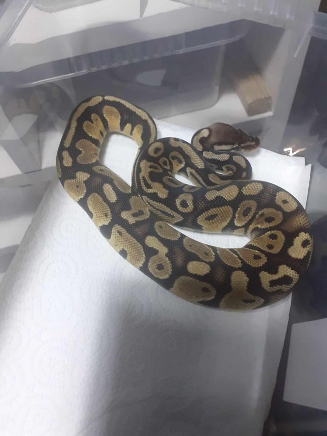 Preview of the first image of Pastel female royal python.