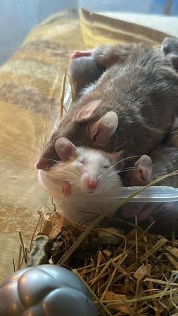 Image 4 of Natal multimammate mice/African soft furred rats