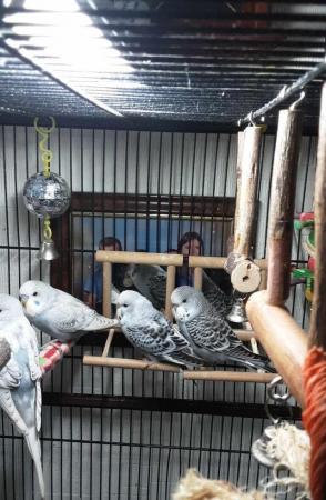 Image 1 of 8week old baby budgies ready for new homes
