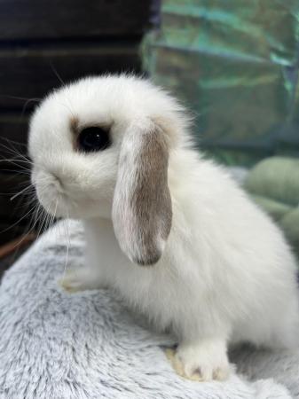 Image 4 of Beautiful mini lop rabbits
