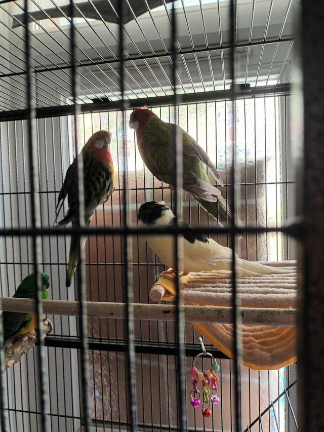 2 rossllas1 Burke1Karokey Birds and Large Cage 