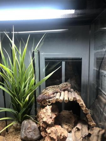 Image 2 of 2 years old leopard gecko lizard for sale