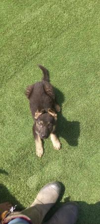 Image 12 of German shepherd pups Black and tan