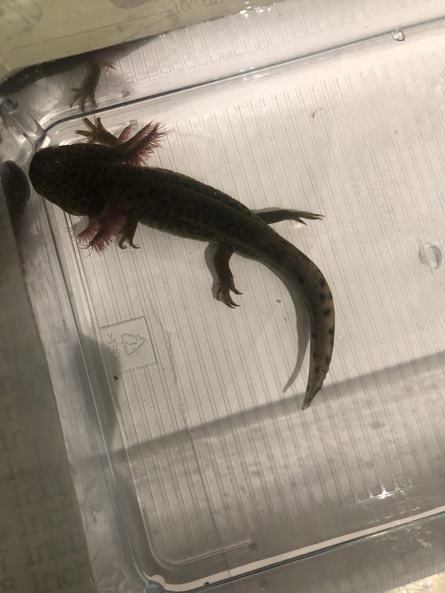 Preview of the first image of Axolotls looking for their forever home.