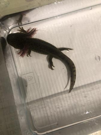 Image 1 of Axolotls looking for their forever home