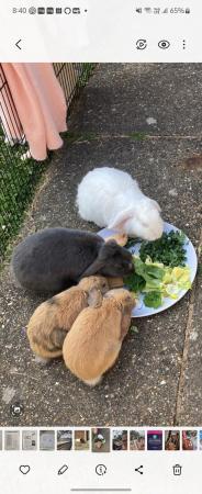 Image 5 of Bonded male and female rabbits