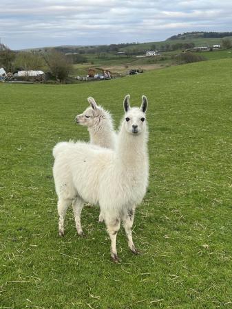 Image 2 of Two 9 months old llamas