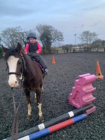 Image 3 of Near Haverhill. 12.2hh for share