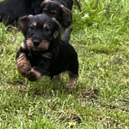 Image 5 of Ready now wire haired dachshund
