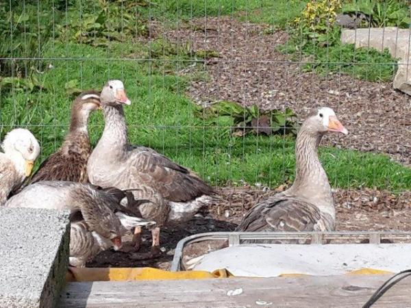 Image 2 of Pilgrim geese available, males and females