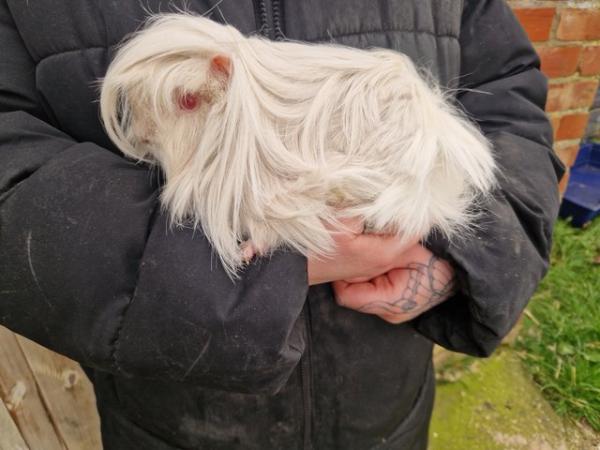 Image 1 of Bonded guinea pig boys available