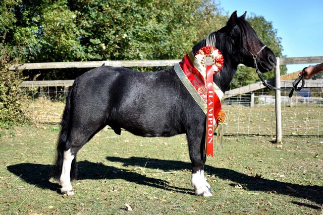 Image 2 of Loan home wanted for miniature horse gelding