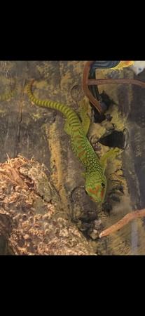 Image 2 of Giant day geckos babies for sale