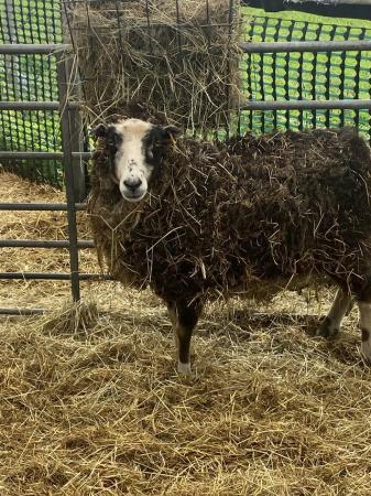 Image 4 of Shetland sheep for sale
