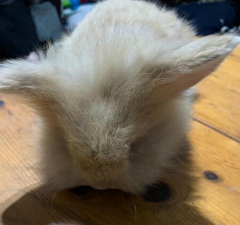 Image 5 of Baby bunnies for sale. Fluffy and beautiful.