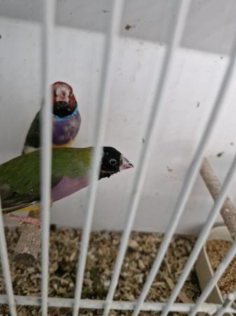Image 3 of Pair gouldian finches forsale