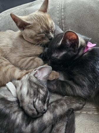 Image 5 of Tica Reg Bengal Kittens for loving home