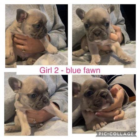 Image 5 of Frenchbulldog pups ready to leave 13th feb