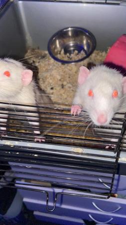 Image 4 of 2 male rats for sale with enclosure
