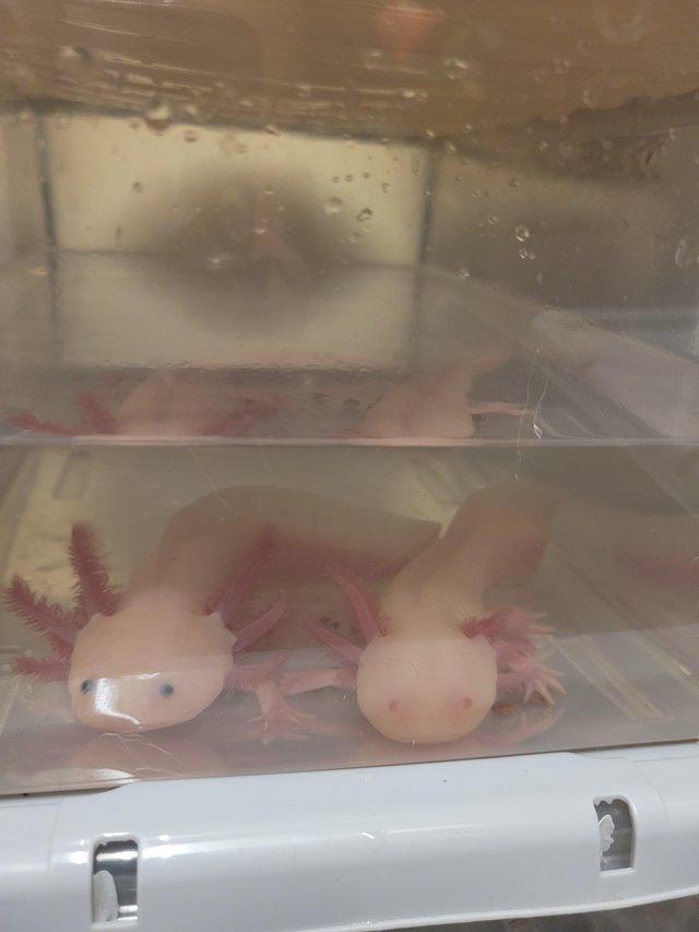 Preview of the first image of Male Leucistic Axolotl...