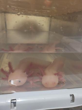 Image 1 of Male Leucistic Axolotl..