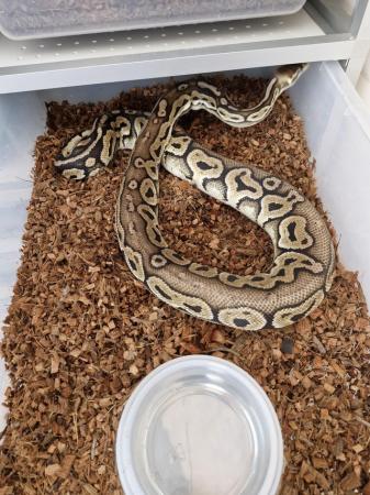Image 4 of Various ballpythons hatching and adult females