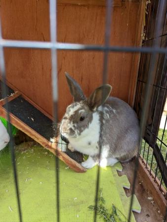 Image 3 of 2 rabbits for sale one female English lop ,one male Rex