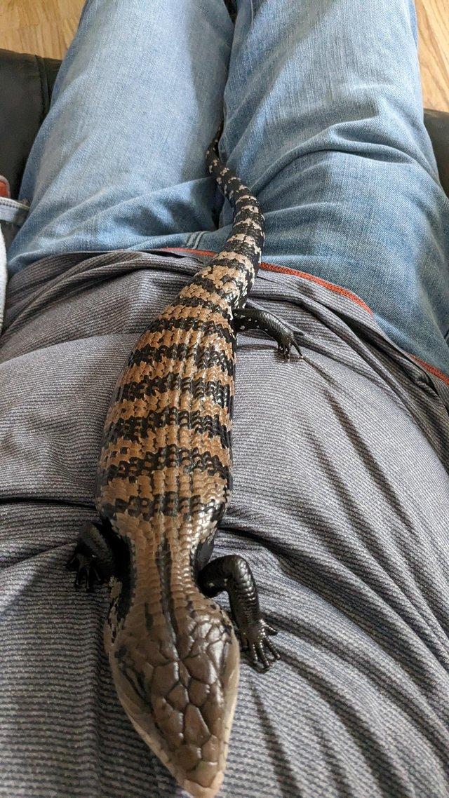 Preview of the first image of 1.5 year old Blue tongue Skink and set up..