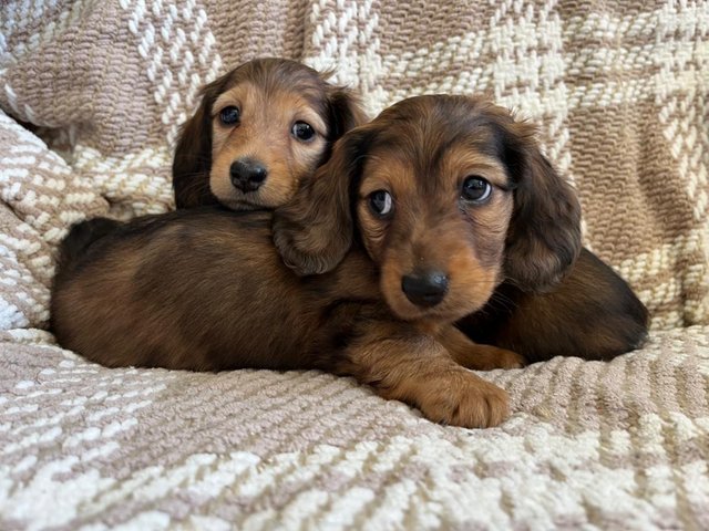 Preview of the first image of Dachshunds - Miniature Long Haired.
