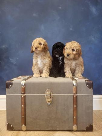 Image 6 of F1 Cockapoo Puppies for sale