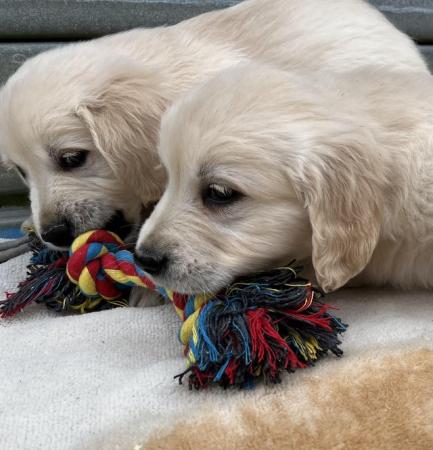 Image 12 of Fully Vaccinated KC Registered Golden Retriever Puppies