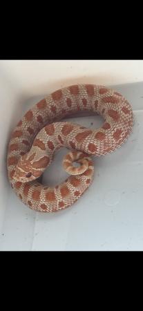 Image 5 of Hatchling CB24 Red Albino hognose