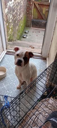 Image 3 of Dolly is american bulldog
