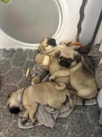 Image 4 of KC Registered Pug puppies for sale