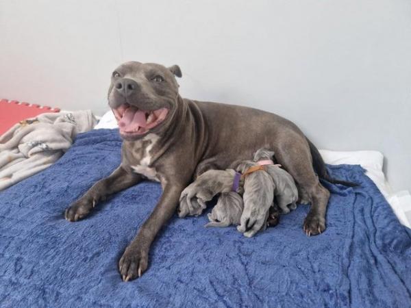Image 2 of Blue Staffordshire Bull Terrier puppies for sale