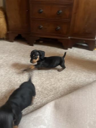 Image 3 of Dachshund puppies available now