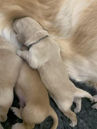 Image 7 of KC Golden Retriever puppies