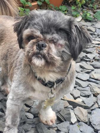 Image 13 of PIXIE IS A VERY SWEET STEADY 5YR OLD SHIH TZU GIRL