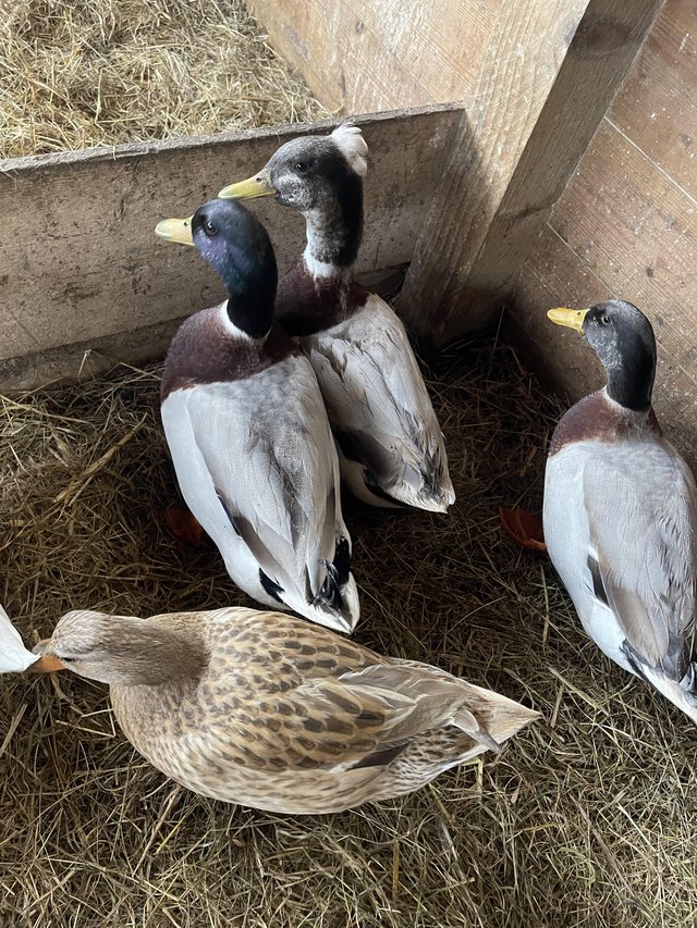 Preview of the first image of Magpie call ducks/ crested call ducks.