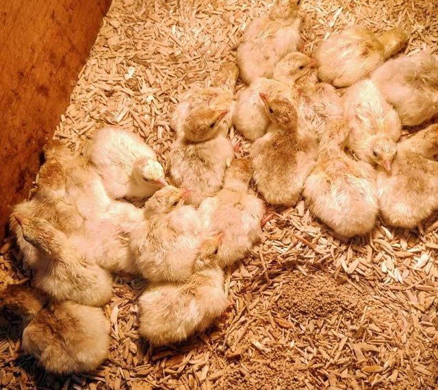 Preview of the first image of 12 Pure breed single breasted Turkey Poults.