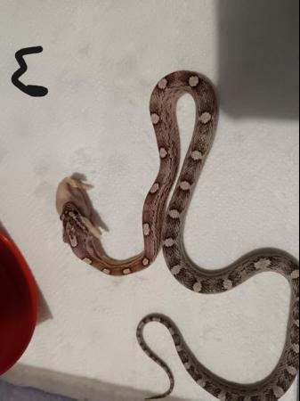 Image 1 of Corn Snakes only few left 10 months old
