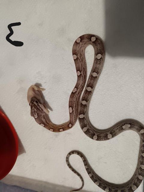 Preview of the first image of Corn Snakes only few left 10 months old.