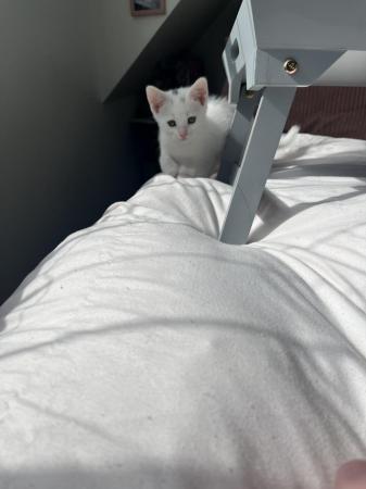 Image 5 of Two beautiful white kittens for sale