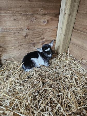 Image 2 of Pygmy goats for sale ready now