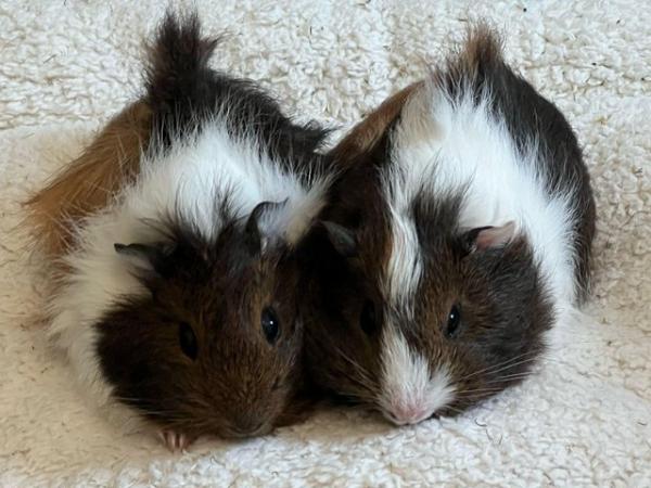Image 3 of Gorgeous female baby guinea pigs
