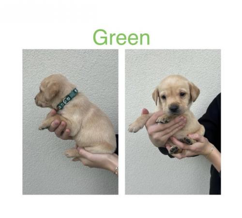 Image 4 of Labrador Puppies For Sale