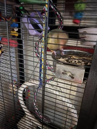 Image 1 of Hi I am selling our 9 month old conure chickaletta , she lov